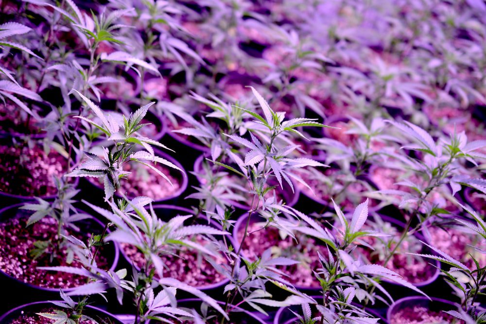 marijuana. marijuana and cannabis growing indoors. marijuana grow tent with lights. medical and recreational cannabis plants.