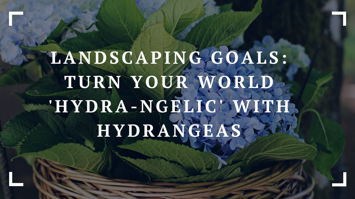 landscaping goals turn your world hydra ngelic with hydrangeas