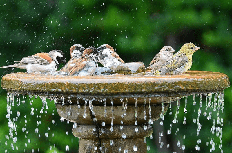 birdbaths